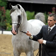 6th Annual Arabian Breeders World Cup - Day 3
