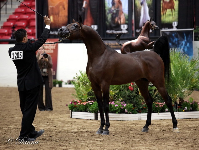 6th Annual Arabian Breeders World Cup - Day 3