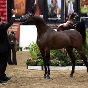 6th Annual Arabian Breeders World Cup - Day 3