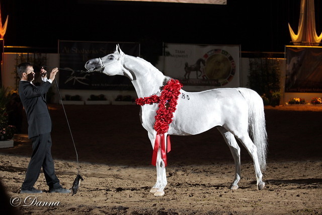6th Annual Arabian Breeders World Cup - Day 3