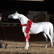 6th Annual Arabian Breeders World Cup - Day 3