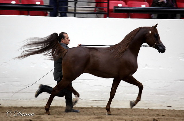 6th Annual Arabian Breeders World Cup - Day 3