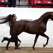 6th Annual Arabian Breeders World Cup - Day 3