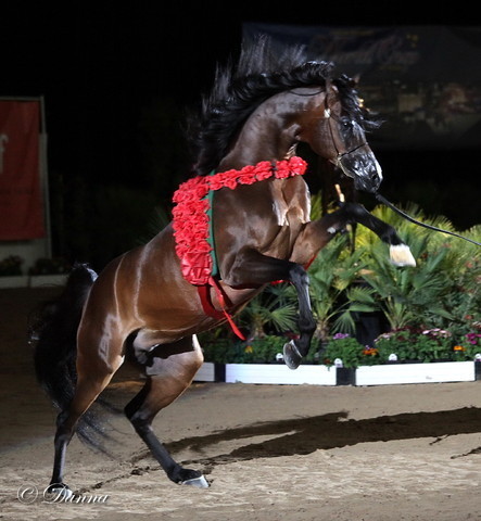 6th Annual Arabian Breeders World Cup - Day 3