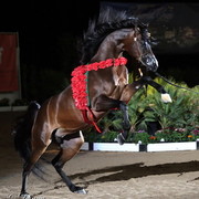 6th Annual Arabian Breeders World Cup - Day 3