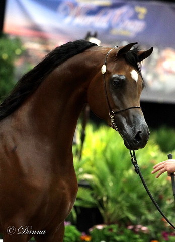 6th Annual Arabian Breeders World Cup - Day 3