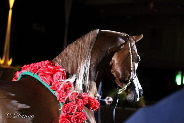 6th Annual Arabian Breeders World Cup - Day 3