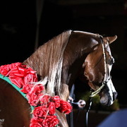 6th Annual Arabian Breeders World Cup - Day 3