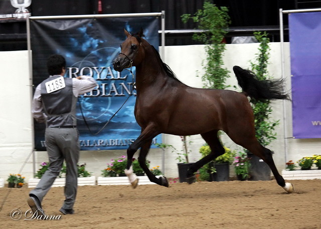 6th Annual Arabian Breeders World Cup - Day 3