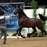 6th Annual Arabian Breeders World Cup - Day 3