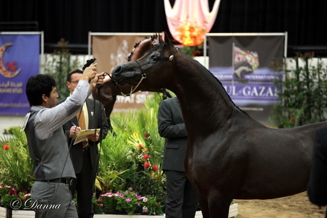 6th Annual Arabian Breeders World Cup - Day 3