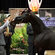 6th Annual Arabian Breeders World Cup - Day 3