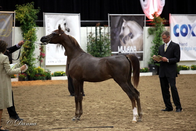 6th Annual Arabian Breeders World Cup - Day 3