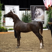 6th Annual Arabian Breeders World Cup - Day 3