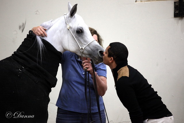 6th Annual Arabian Breeders World Cup - Day 3