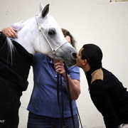 6th Annual Arabian Breeders World Cup - Day 3