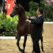 6th Annual Arabian Breeders World Cup - Day 3