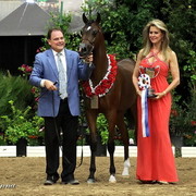 6th Annual Arabian Breeders World Cup - Day 3