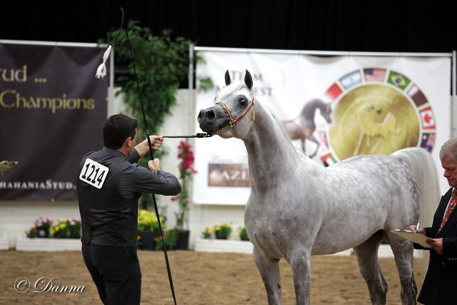 6th Annual Arabian Breeders World Cup - Day 3