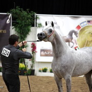 6th Annual Arabian Breeders World Cup - Day 3