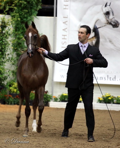 6th Annual Arabian Breeders World Cup - Day 3