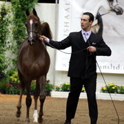 6th Annual Arabian Breeders World Cup - Day 3