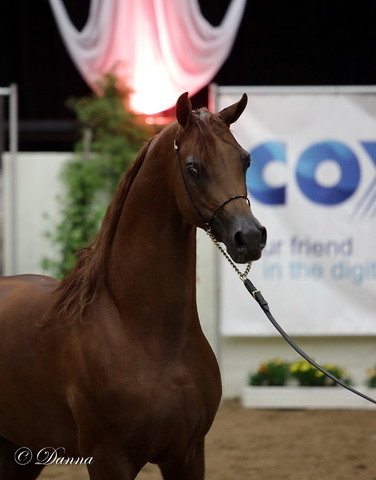 6th Annual Arabian Breeders World Cup - Day 3