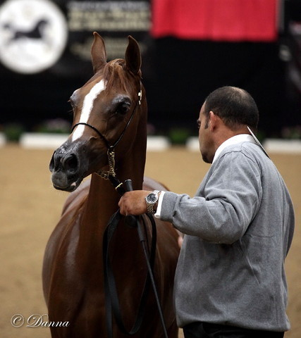 6th Annual Arabian Breeders World Cup - Day 3