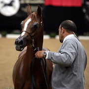 6th Annual Arabian Breeders World Cup - Day 3