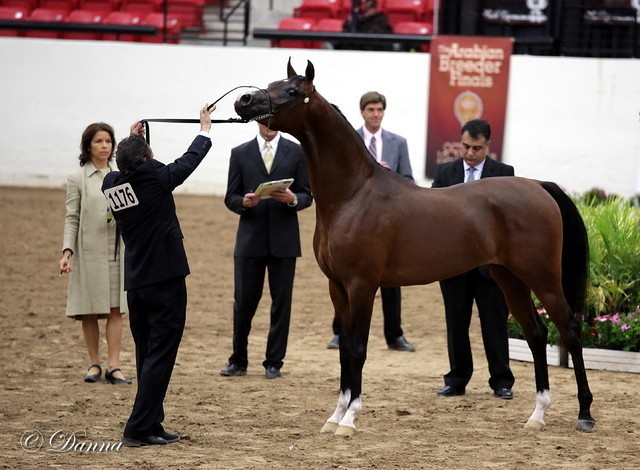 6th Annual Arabian Breeders World Cup - Day 3