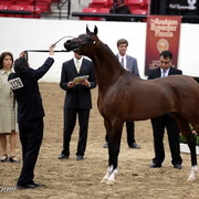 6th Annual Arabian Breeders World Cup - Day 3