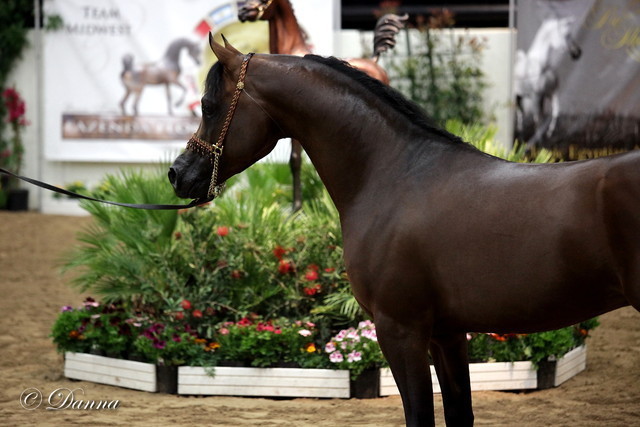 6th Annual Arabian Breeders World Cup - Day 3