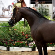 6th Annual Arabian Breeders World Cup - Day 3