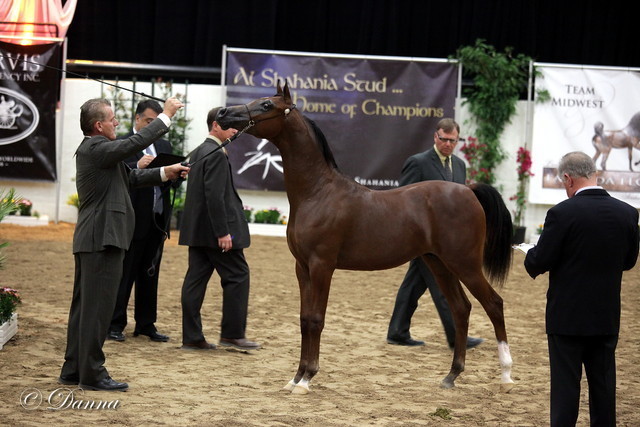 6th Annual Arabian Breeders World Cup - Day 3