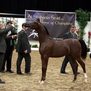 6th Annual Arabian Breeders World Cup - Day 3