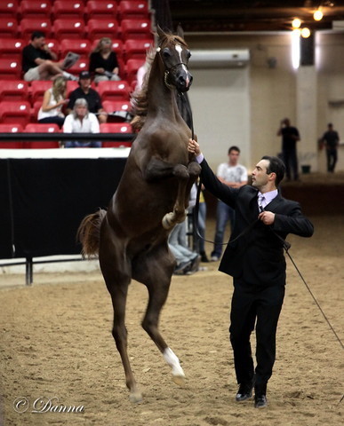 6th Annual Arabian Breeders World Cup - Day 3