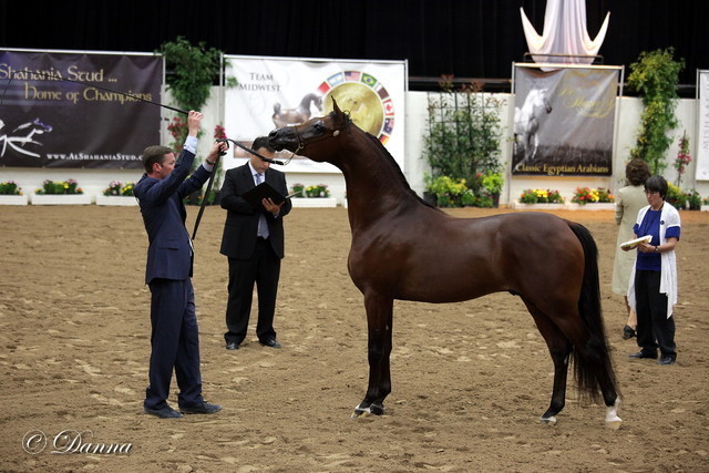 6th Annual Arabian Breeders World Cup - Day 3