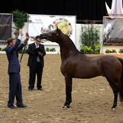 6th Annual Arabian Breeders World Cup - Day 3
