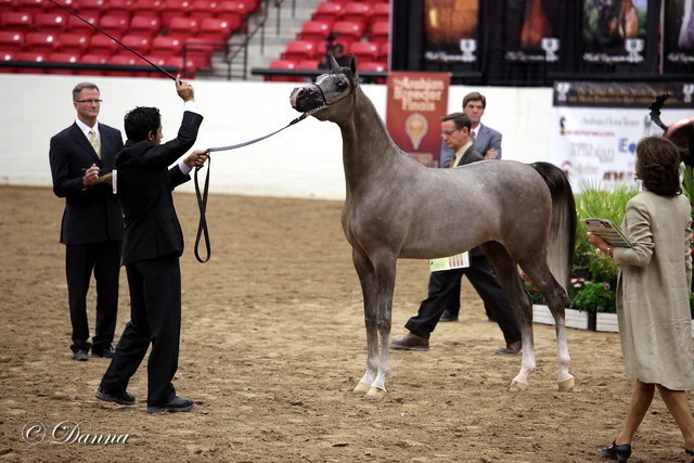 6th Annual Arabian Breeders World Cup - Day 3