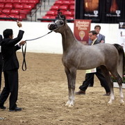 6th Annual Arabian Breeders World Cup - Day 3