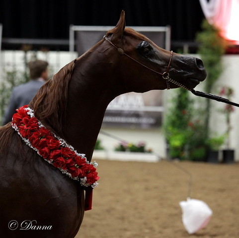 6th Annual Arabian Breeders World Cup - Day 3