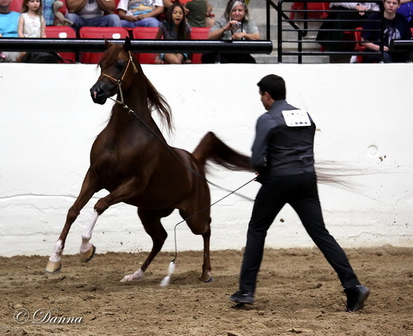 6th Annual Arabian Breeders World Cup - Day 3