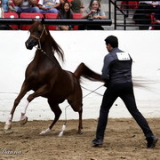 6th Annual Arabian Breeders World Cup - Day 3