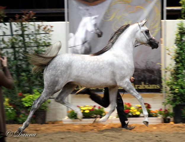 6th Annual Arabian Breeders World Cup - Day 3