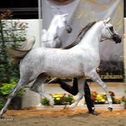 6th Annual Arabian Breeders World Cup - Day 3