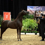 6th Annual Arabian Breeders World Cup - Day 3