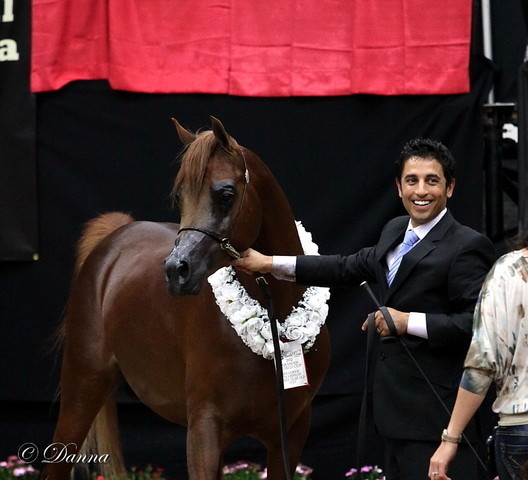 6th Annual Arabian Breeders World Cup - Day 3