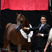 6th Annual Arabian Breeders World Cup - Day 3