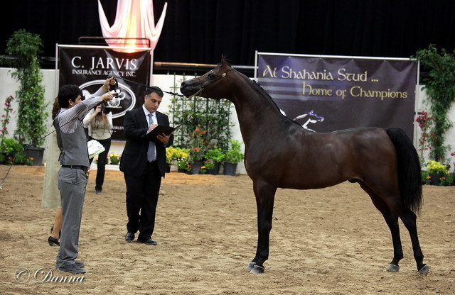 6th Annual Arabian Breeders World Cup - Day 3
