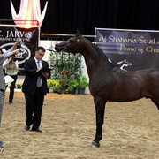 6th Annual Arabian Breeders World Cup - Day 3